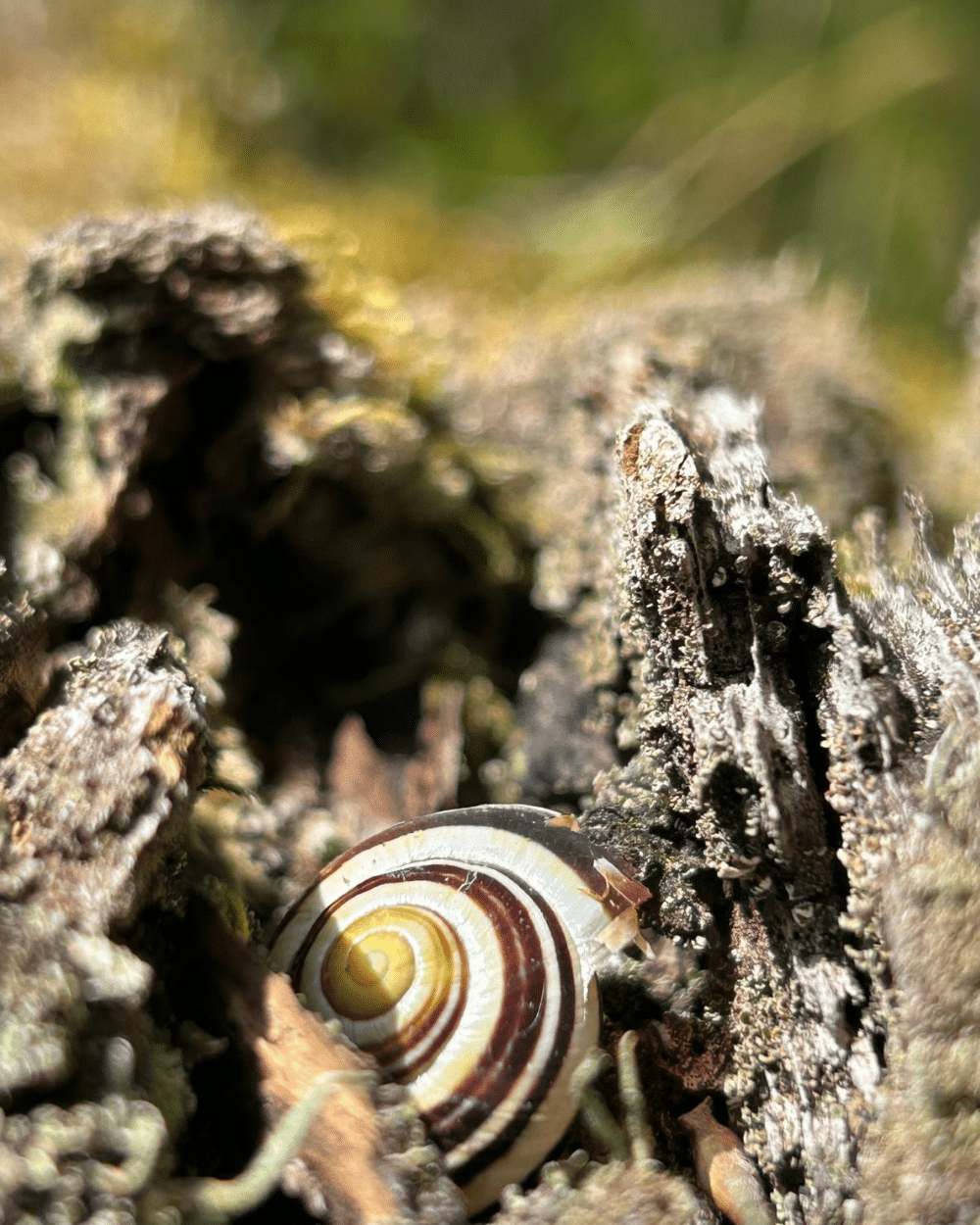 Un escargot au Vallon de Bébinet