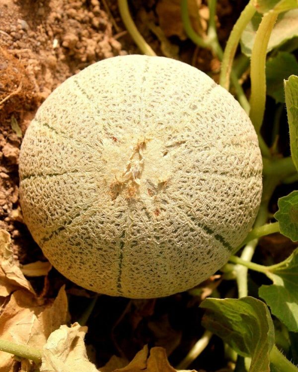 Melon