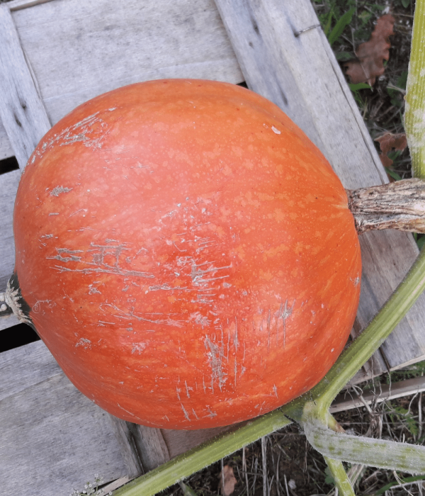 Récolte au potager Vallon de Bébinet